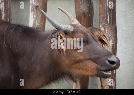 Afrikanische Wald Büffel (Syncerus Caffer Nanus), auch bekannt als der rote Buffalo oder Zwerg Büffel. Stockfoto
