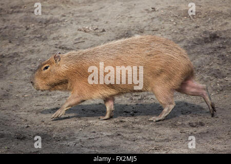 Wasserschwein (Hydrochoerus Hydrochaeris) im Zoo von Budapest in Budapest, Ungarn. Stockfoto