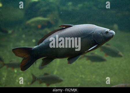 Spiegelkarpfen Sie (Cyprinus Carpio Carpio) im Zoo von Budapest in Budapest, Ungarn. Stockfoto