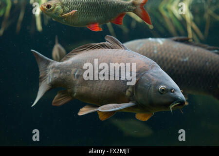 Spiegelkarpfen Sie (Cyprinus Carpio Carpio) im Zoo von Budapest in Budapest, Ungarn. Stockfoto