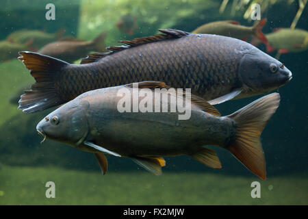 Der Spiegel Karpfen (Cyprinus Carpio Carpio) und wilde Karpfen (Cyprinus Carpio) im Hintergrund im Budapester Zoo in Budapest, Ungarn Stockfoto