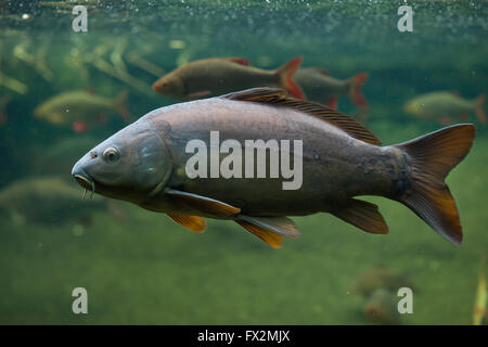 Spiegelkarpfen Sie (Cyprinus Carpio Carpio) im Zoo von Budapest in Budapest, Ungarn. Stockfoto