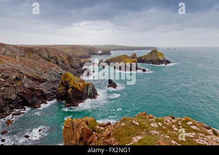 Brütende Winter Himmel über Spargel Insel und Kynance Cove auf der Halbinsel Lizard, Cornwall, England, UK Stockfoto