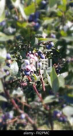 Heidelbeeren auf Rebe soft-Fokus Stockfoto