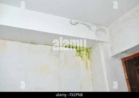 Grün und grau Schimmel in der Ecke des weißen Decke und Wand Stockfoto