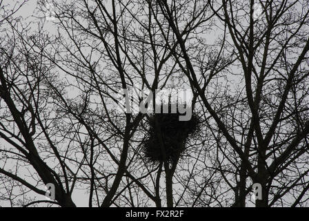 Copenhagen/Kastrup /. Dänemark 10. April 2016 Bird nest. Foto. Francis Joseph Dean/DeanPictures. Stockfoto