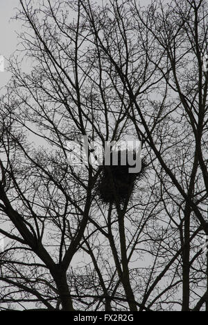 Copenhagen/Kastrup /. Dänemark 10. April 2016 Bird nest. Foto. Francis Joseph Dean/DeanPictures. Stockfoto