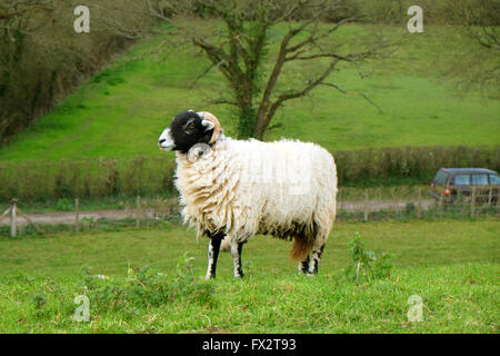 Gehörnte männliche Schafe auf einer grasbewachsenen Bank in ländlichen Somerset, 9. April 2016 Stockfoto