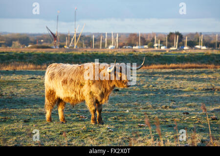 OARE Sümpfe Naturschutzgebiet, Kent, UK. 10. April 2016: UK Wetter. Eine Highland Kuh sonnt sich in der frühen Morgensonne auf der Oare Sümpfe Naturschutzgebiet nahe dem Eingang des Creek Faversham, Masten der Kähne und Boote können darüber hinaus im in der Nähe Oare Creek gesehen werden. Die nächsten Tage haben eine Mischung aus Sonnenschein und April Showers Prognose Credit: Alan Payton/Alamy Live News Stockfoto