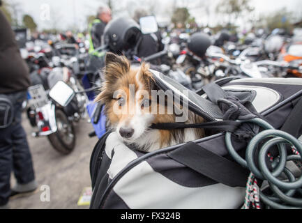 Niedergruendau, Deutschland. 10. April 2016. Zwei-jährigen Shetland Sheepdog Tara sitzt in einem Beutel auf dem Motorrad seines Besitzers auf der 35. "Anlassen" (lit.) Starten eines Motors) markiert den Beginn der neuen Motorrad-Saison in Niedergruendau, Deutschland, 10. April 2016. Foto: FRANK RUMPENHORST/Dpa/Alamy Live News Stockfoto