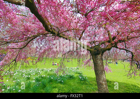 London, UK. 10. April 2016. Frühling im St. James Park in London, England als frühe Kirschblüte beginnt zu blühen bringen Touristen und Einheimische, die Blüten in der Frühlingssonne zu genießen. Bildnachweis: Paul Brown/Alamy Live-Nachrichten Stockfoto