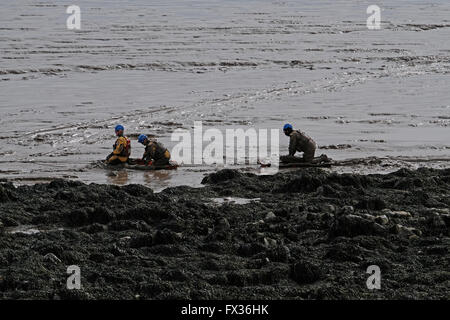 Regensburg, UK. 10. April 2016. Eine Küstenwache rescue Team Praxis Schlamm Rettungstechniken am Strand von Weston-super-Mare. Weston-super-Mare ist auf den Bristolkanal, die zweit-höchsten Tidenhub der Welt hat, und die Rettungsdiensten müssen ständig auf die Gefahren durch den weichen Schlamm, der bei Ebbe ausgesetzt ist vorbereitet sein. Bildnachweis: Keith Ramsey/Alamy Live-Nachrichten Stockfoto