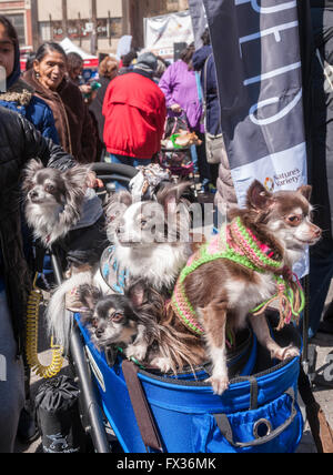 New York, USA. 10. April 2016. Eine Kutsche voller Chihuahuas in Union Square in New York am Adoptapalooza am Sonntag, 10. April 2016. Veranstaltet von der Allianz für NYCs Tiere wurden die Veranstaltung Hunderte der heimatlose Tiere, die nur darauf wartet, durch liebevolle Familien angenommen werden. Das Ereignis feierte das 150-jährige Jubiläum der die ASPCA. Bildnachweis: Richard Levine/Alamy Live-Nachrichten Stockfoto