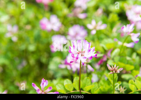 Isehara City, Japan. 10. April 2016. Chinesische Milch Wicke Blumen (Astragalus Sinicus oder Renge oder Genge) Blumen in voller Blüte, Isehara Stadt, Kanagawa Präfektur, Japan Credit: EDU Vision/Alamy Live News Stockfoto