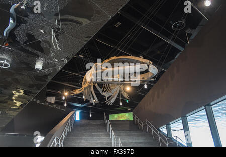 Interieur, im Inneren des blau-Museums. Skelett von einem Finnwal am Eingang des Museum of Natural Science Catalonia.Barcelona. Spanien. Stockfoto