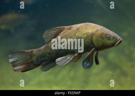 Schleie (Tinca Tinca), auch bekannt als der Doktorfisch im Budapester Zoo in Budapest, Ungarn. Stockfoto