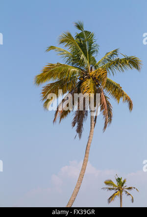 Palme in den Backwaters von Kerala in Südindien. Stockfoto