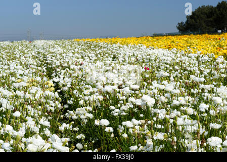 Weiße und gelbe Blume Feld, blauen Himmel. Stockfoto