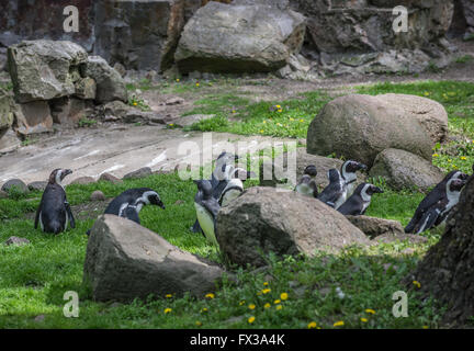 Afrikanische Pinguin namens auch Jackass-Pinguin (Spheniscus Demersus) in Warschau Zoologischer Garten, Polen Stockfoto