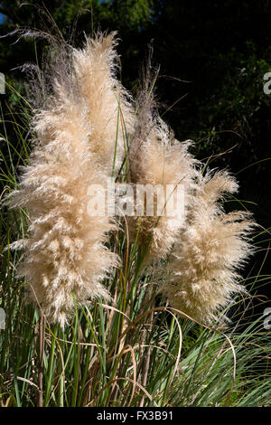 Fripp Island, South Carolina, USA.  Pampasgras (Cortaderia Selloana). Stockfoto