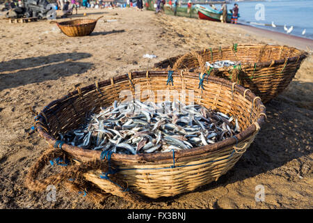 Körbe mit verschiedenen Fisch am Beach Negombo, Sri Lanka, Asien Stockfoto