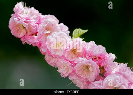 Damaszener Rose im Garten Stockfoto