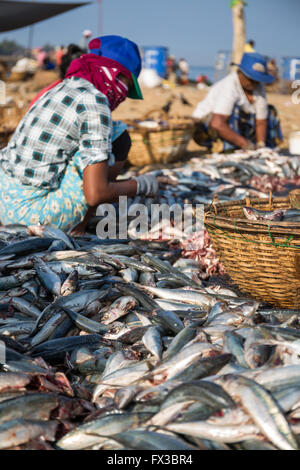 Negombo Fischmarkt (Lellama Fischmarkt), Portrait einer Frau ausnehmen Fisch, Negombo, Westküste von Sri Lanka, Asien Stockfoto