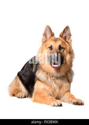 langhaariger Schäferhund liegend auf weißem Hintergrund Stockfoto