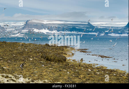 Viele Vögel im Flug und der bergigen Westfjorde Halbinsel Nordwesten Islands von Vigur Insel in Isafjördur Bucht gesehen Stockfoto