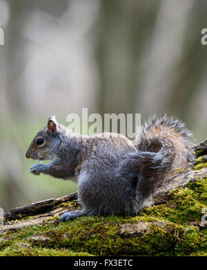 Grey Squirrel (Sciurus carolinensis), isst auf einem moosbedeckten Baumstamm in Stanley Park, Blackpool, Großbritannien Stockfoto