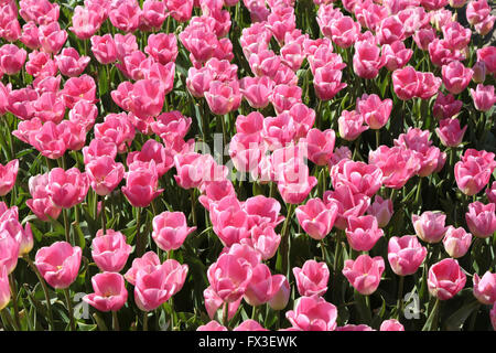 Ein Feld von rosa Blüten Stockfoto