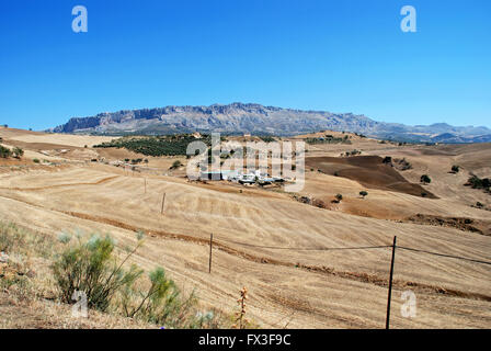 Blick über Weizenfelder in Richtung El Torcal Berge, Almogia, Costa Del Sol, Provinz Malaga, Andalusien, Südspanien, Westeuropa. Stockfoto