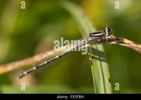 Eine weibliche gemeinsame Blue Damselfly (Enallagma Cyathigerum) auf einem Grashalm trocken. Stockfoto