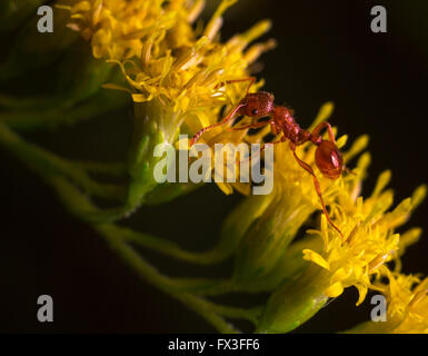 Kleine rote Ameise, die schöne Blume zu erkunden. Stockfoto