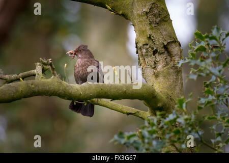 Weibliche Amsel mit einem Schluck Wurm für seine jungen, UK Stockfoto