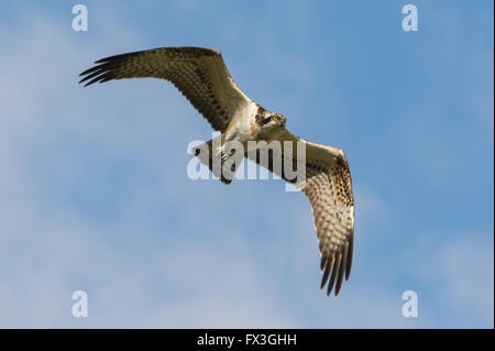 Fischadler im Flug gegen blauen Himmel Stockfoto