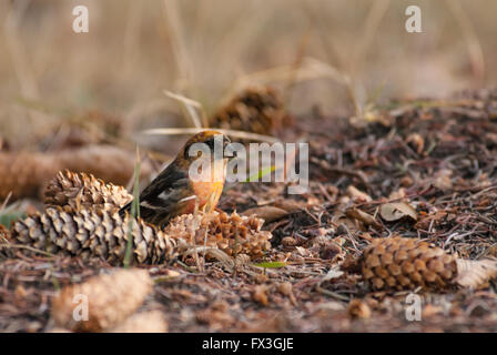 Juvenile Männchen weiß-winged Gegenwechsel, Loxia Leucoptera, Futter für Fichte Samen in St. Albert, Alberta, Kanada. Stockfoto