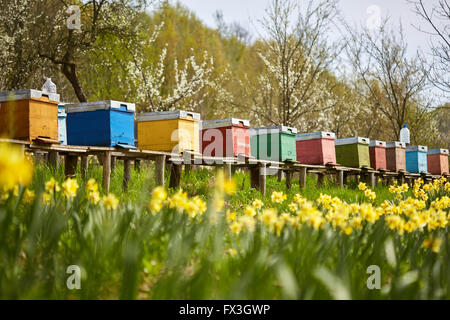 Eine Reihe von Bienenstöcke in einem Feld von Blumen mit einem Obstgarten hinter Stockfoto