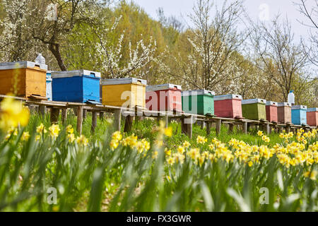 Eine Reihe von Bienenstöcke in einem Feld von Blumen mit einem Obstgarten hinter Stockfoto