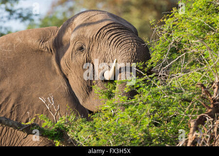 Juvenile männliche Elefant frisst an einem Baum im Krüger Nationalpark, Südafrika Stockfoto