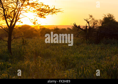 Dawn während einer Wander-Safari im Krüger Nationalpark Stockfoto