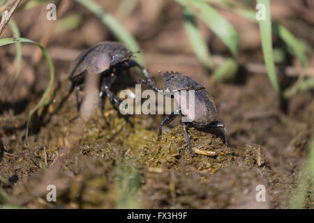 Mistkäfer kämpfen um einen Ball von Dung in Krüger Nationalpark, Südafrika Stockfoto