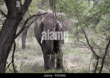 Alten afrikanischen Elefantenbullen mit einem gebrochenen Tusk Spaziergänge durch die Bäume. Stockfoto