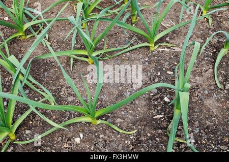 Wachsende Knoblauch in einem Hochbeet Stockfoto