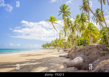 Carneiros Strand befindet sich in Pernambuco, Brasilien. Es liegt an einem ehemaligen Kokosnuss-Farm. Stockfoto