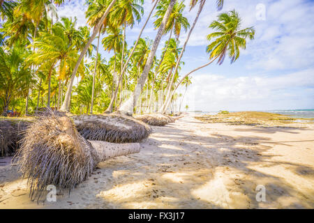 Carneiros Strand befindet sich in Pernambuco, Brasilien. Es liegt an einem ehemaligen Kokosnuss-Farm. Stockfoto