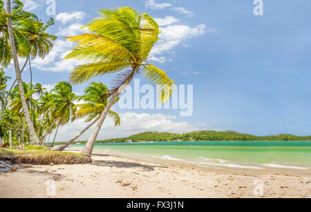 Carneiros Strand befindet sich in Pernambuco, Brasilien. Es liegt an einem ehemaligen Kokosnuss-Farm. Stockfoto