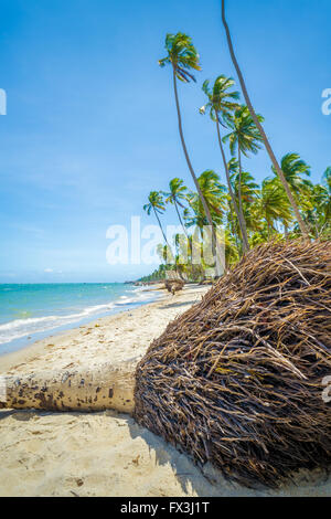 Carneiros Strand befindet sich in Pernambuco, Brasilien. Es liegt an einem ehemaligen Kokosnuss-Farm. Stockfoto