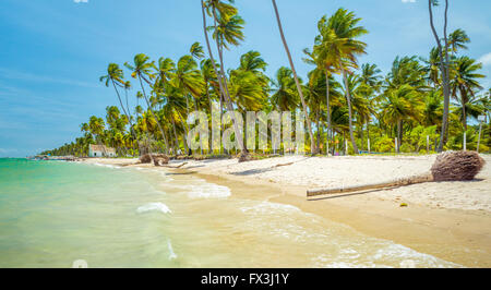 Carneiros Strand befindet sich in Pernambuco, Brasilien. Es liegt an einem ehemaligen Kokosnuss-Farm. Stockfoto