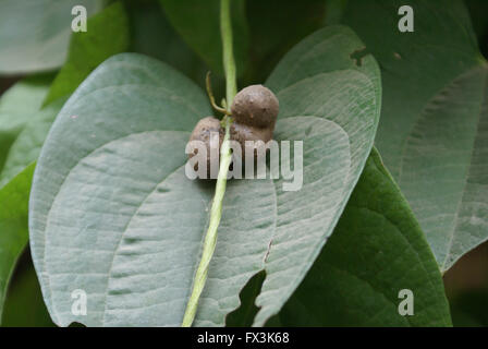 Dioscorea Alata, lila Yam, Tuberöse Wurzelgemüse mit Klettern Planrs mit herzförmigen Blätter, Blüten Antenne Zwiebelchen, Stockfoto